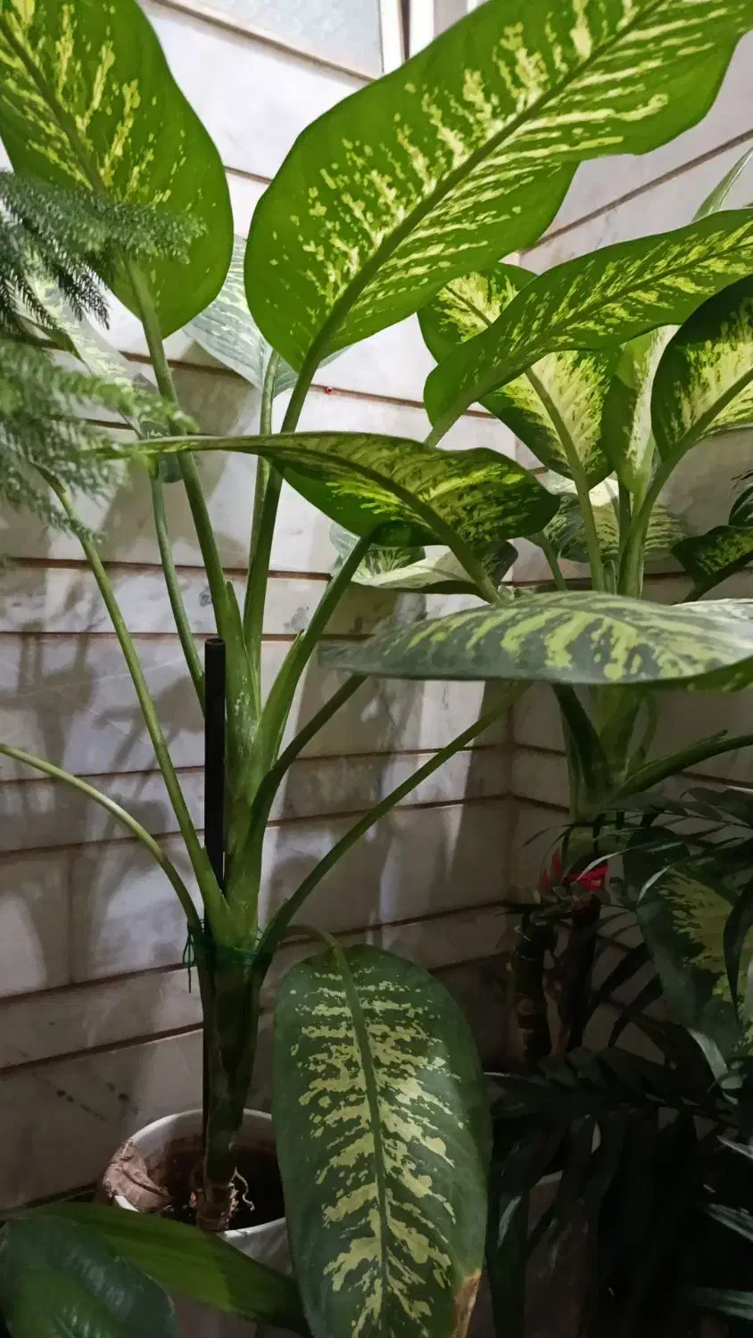 گلهای خانگی|گل و گیاه طبیعی|شیراز, شهرک والفجر|دیوار