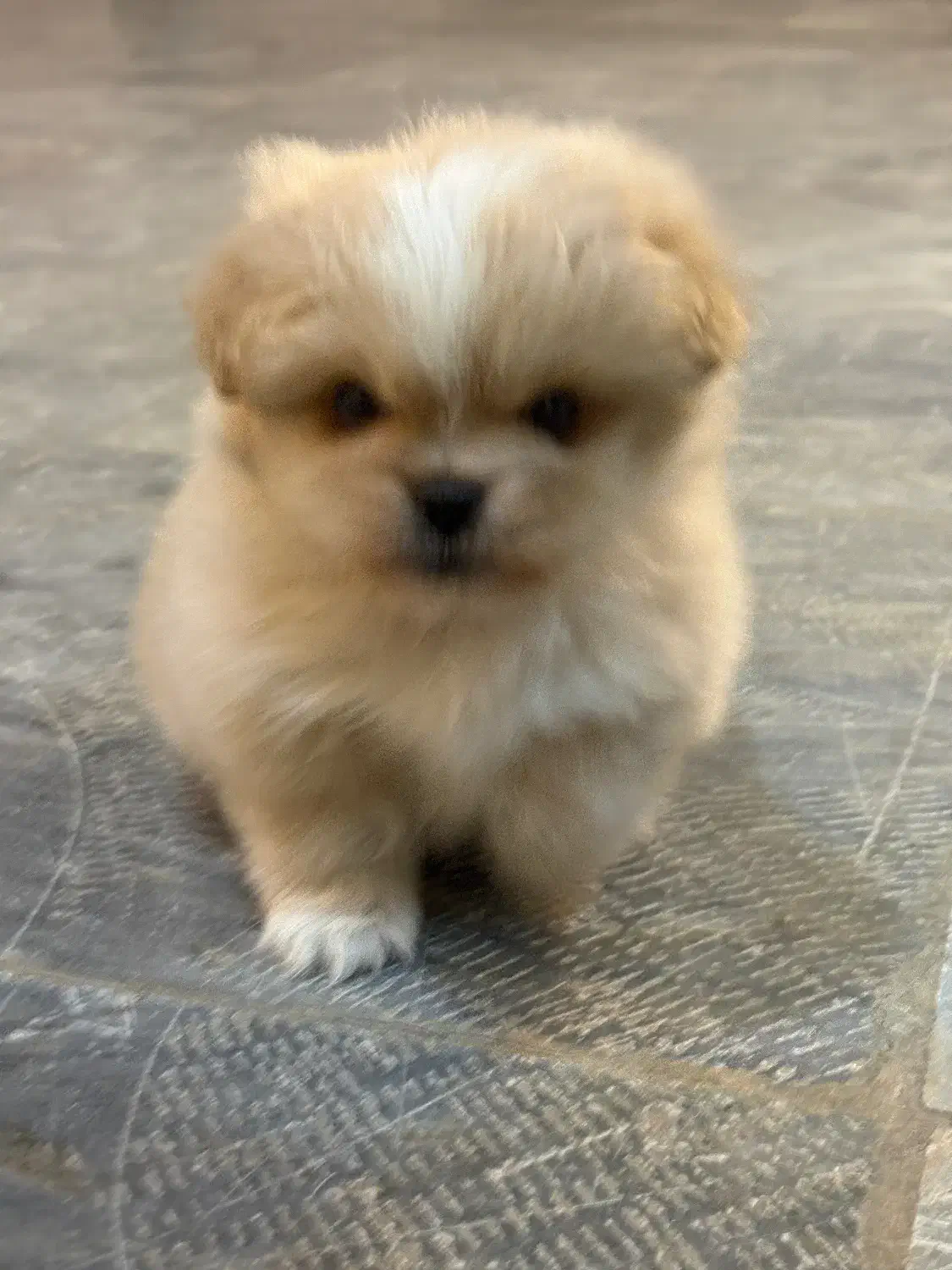 سگ کوچولو|سگ|اصفهان, شهید رجایی|دیوار