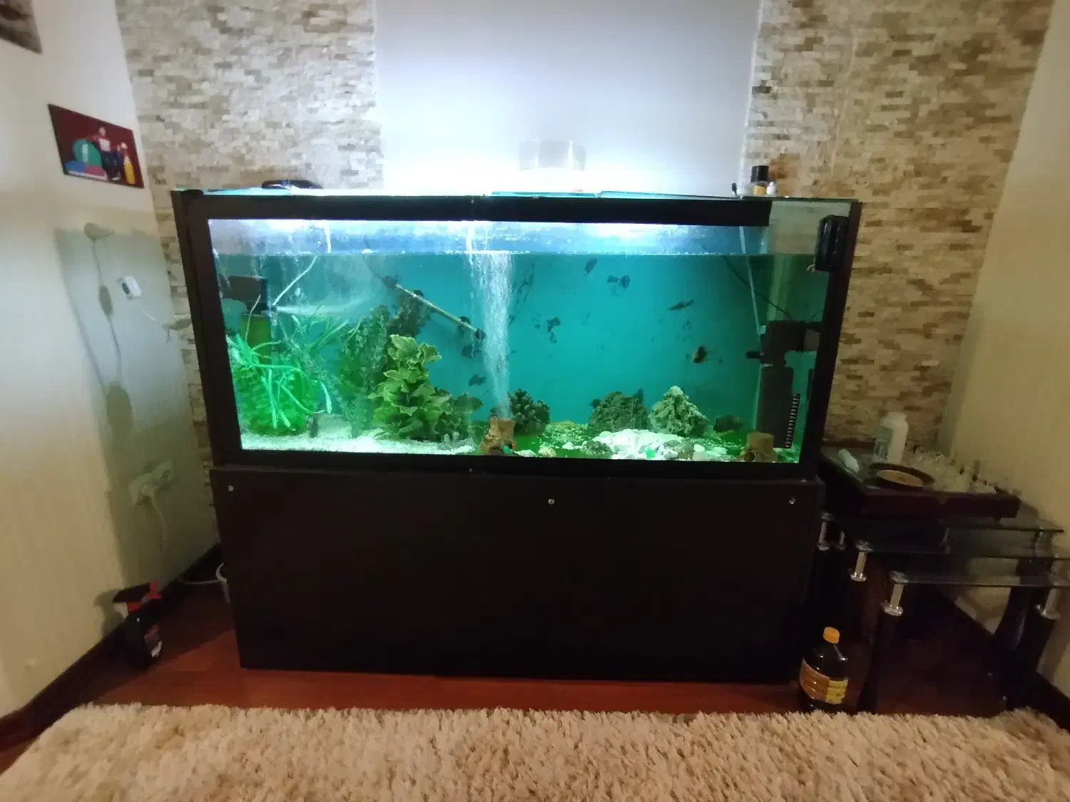 آکواریوم سالم و خیلی تمیز و بزرگ و با میز|ماهی|آستارا, |دیوار