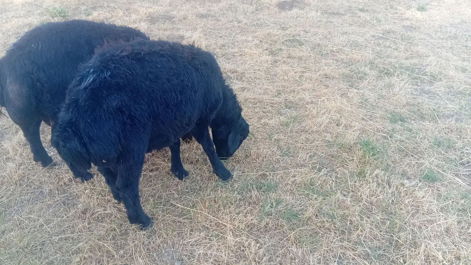 قوچ|حیوانات مزرعه|قره پشتلو, |دیوار