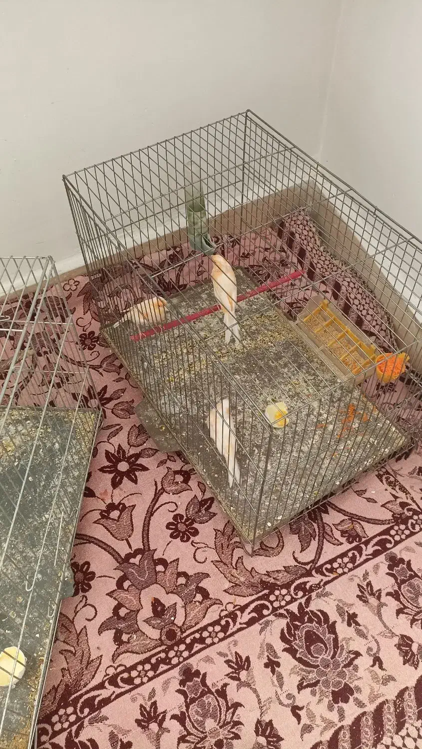 پرنده|پرنده|بومهن, |دیوار