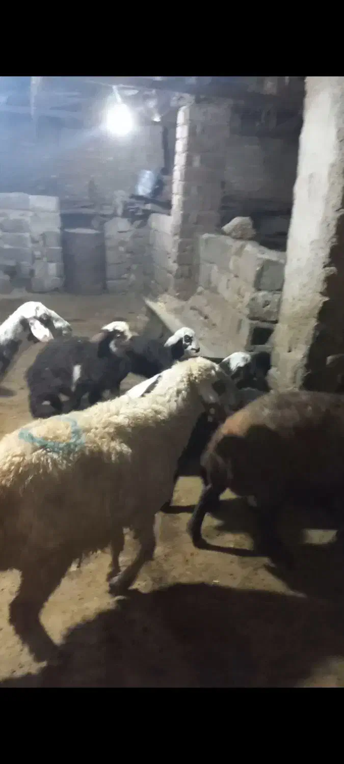 میش بره|حیوانات مزرعه|دورود, |دیوار