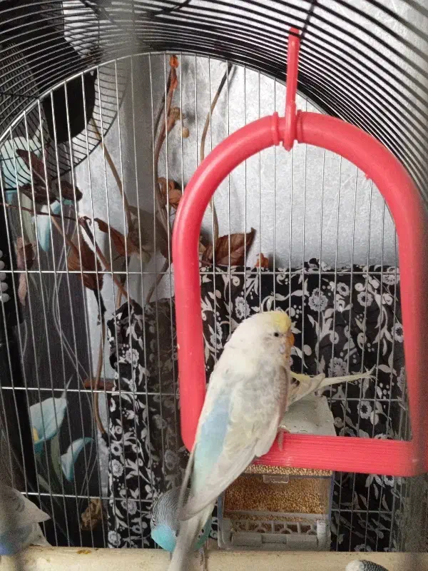 مرغ عشق|پرنده|تهران, تاکسیرانی|دیوار