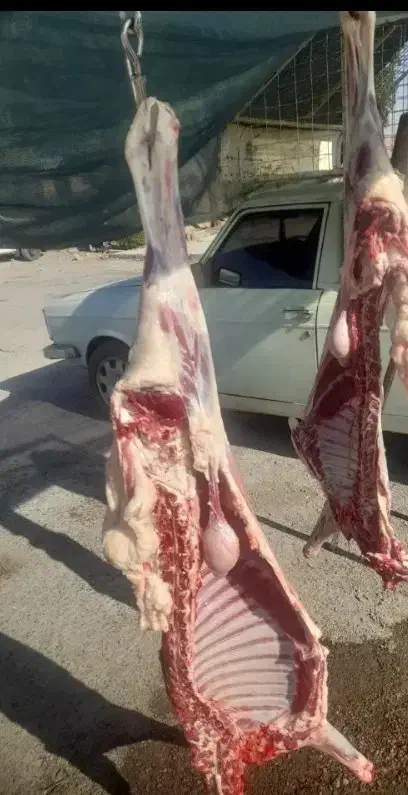 گوشت بره|حیوانات مزرعه|مسجد سلیمان, |دیوار