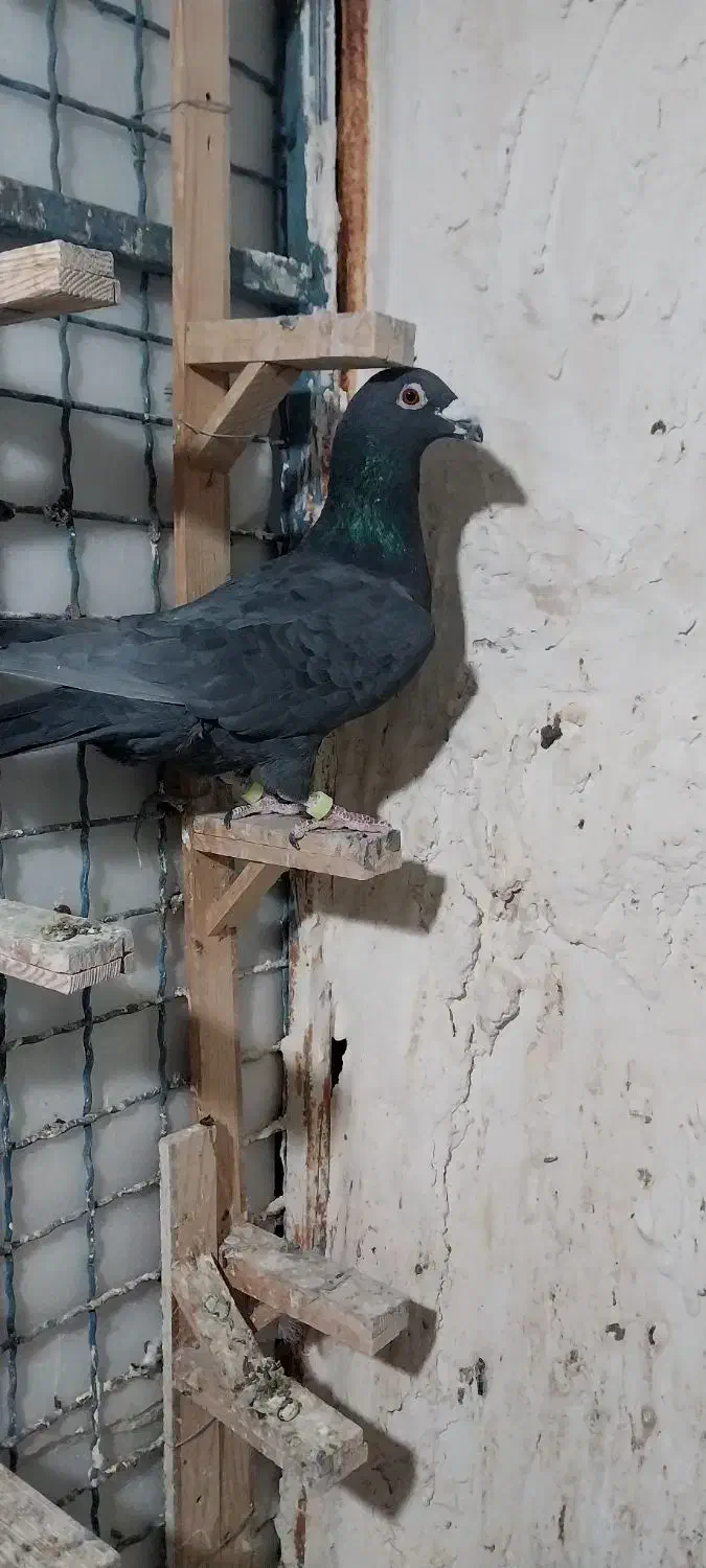 کفتر|پرنده|طرقبه, |دیوار