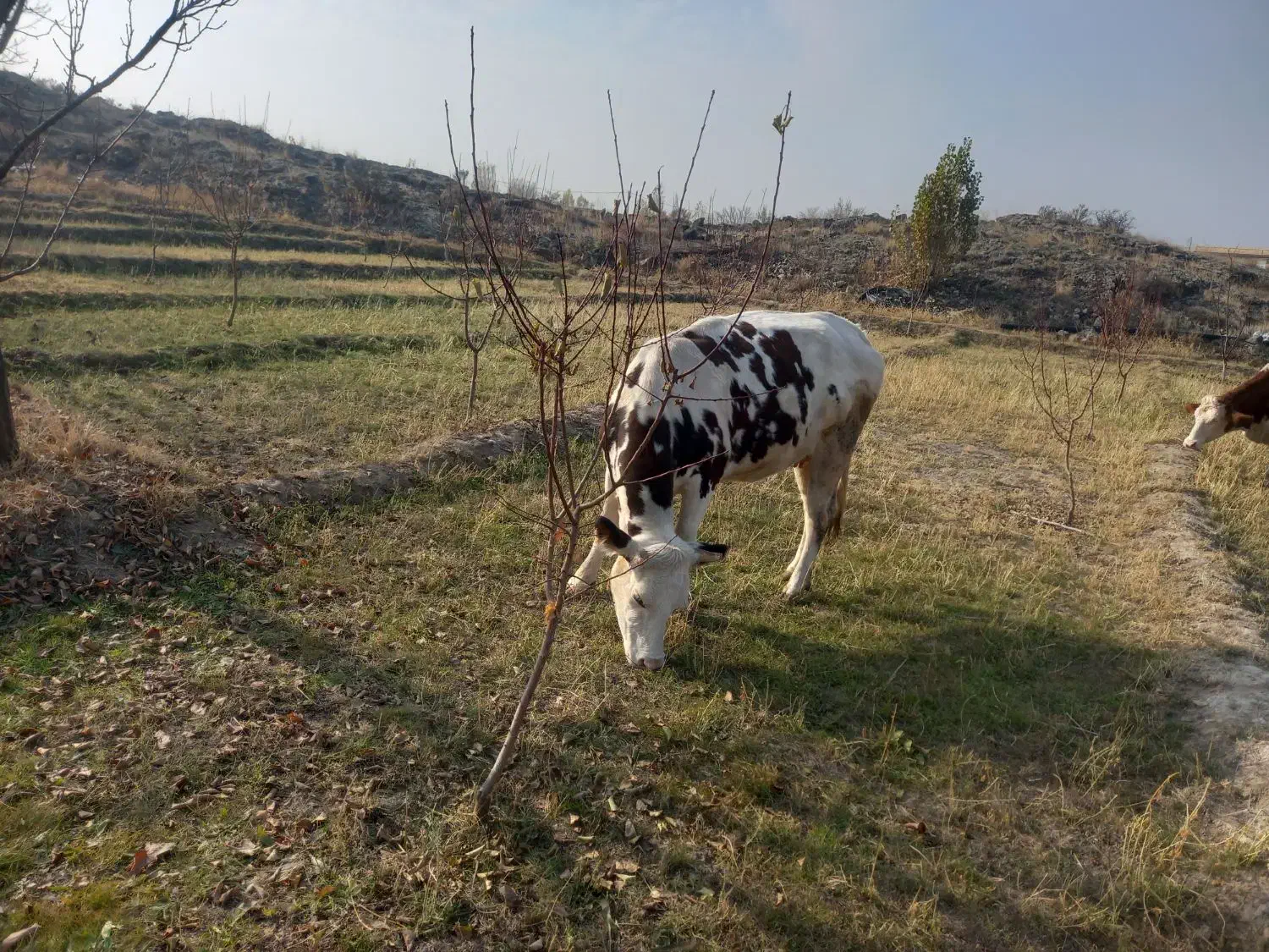 گاو سیمینتال|حیوانات مزرعه|پلدشت, |دیوار