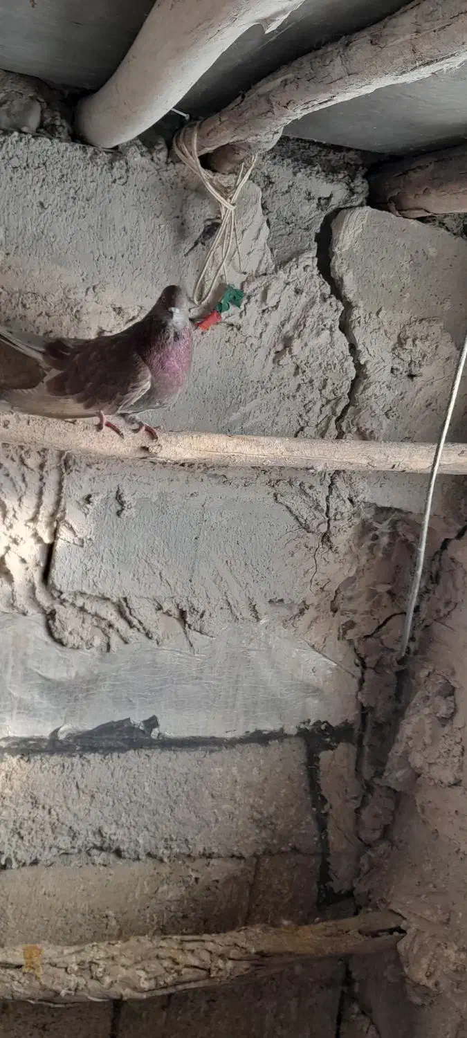 کبوتر|پرنده|ارشق, |دیوار