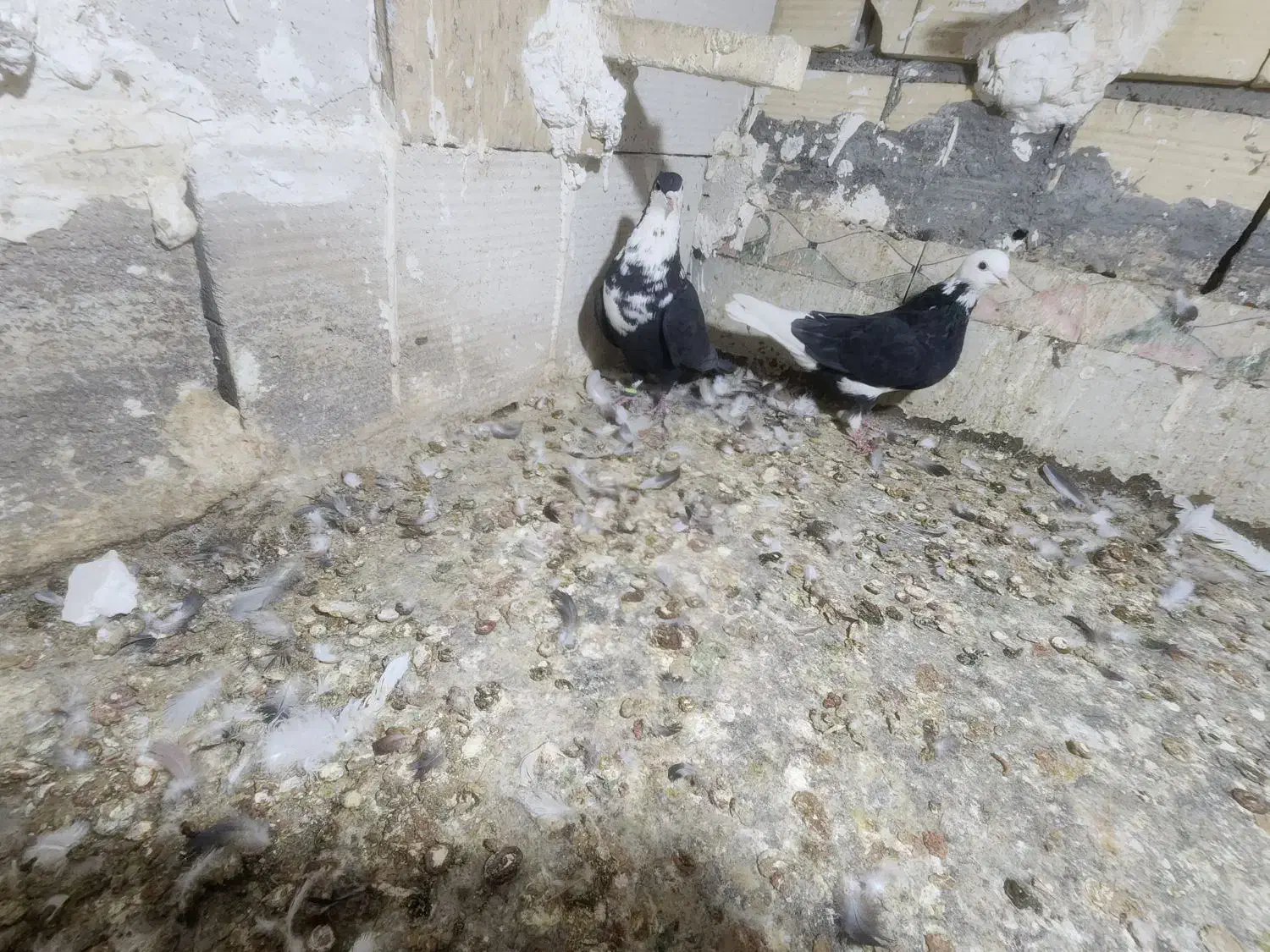 ریش نر|پرنده|بم, |دیوار