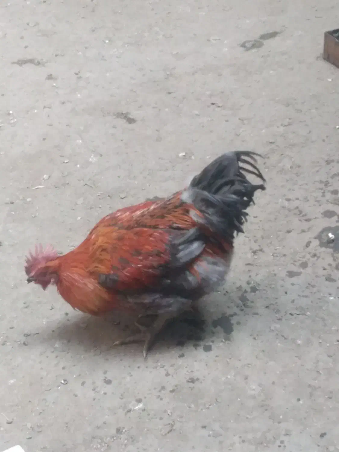 مرغ و خروس|حیوانات مزرعه|بروجرد, |دیوار