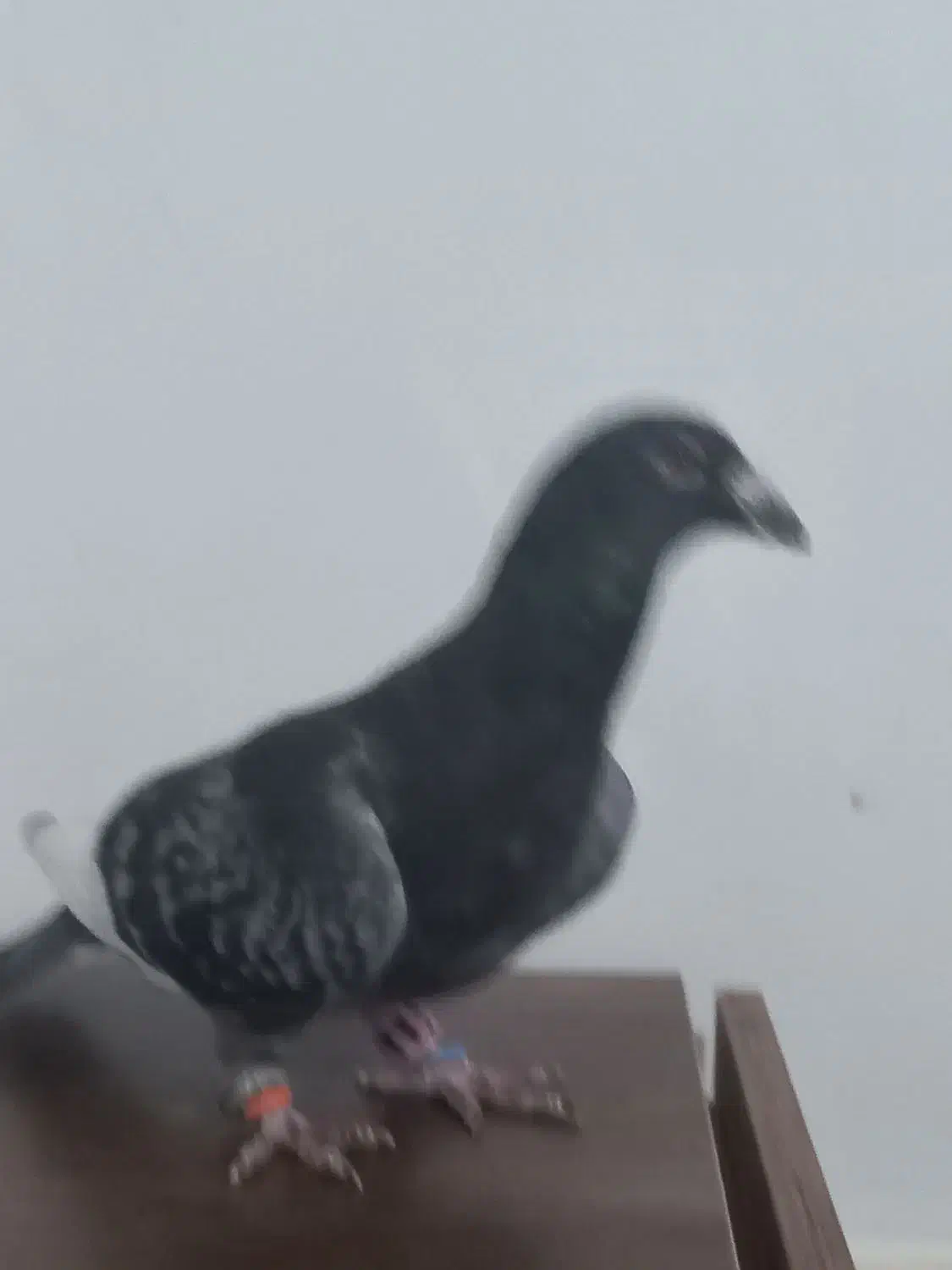 نرقرهسبزقلدربه شرط پرش همه چی تموم|پرنده|تربتحیدریه, کوی شهید احمدزاده ملکی|دیوار