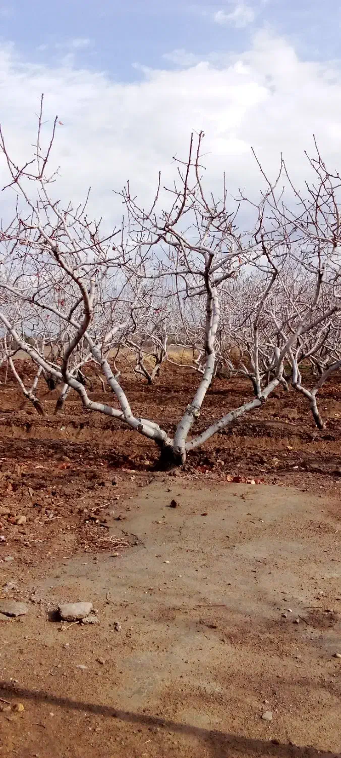 حرص پسته|گل و گیاه طبیعی|فردوس (خراسان), |دیوار