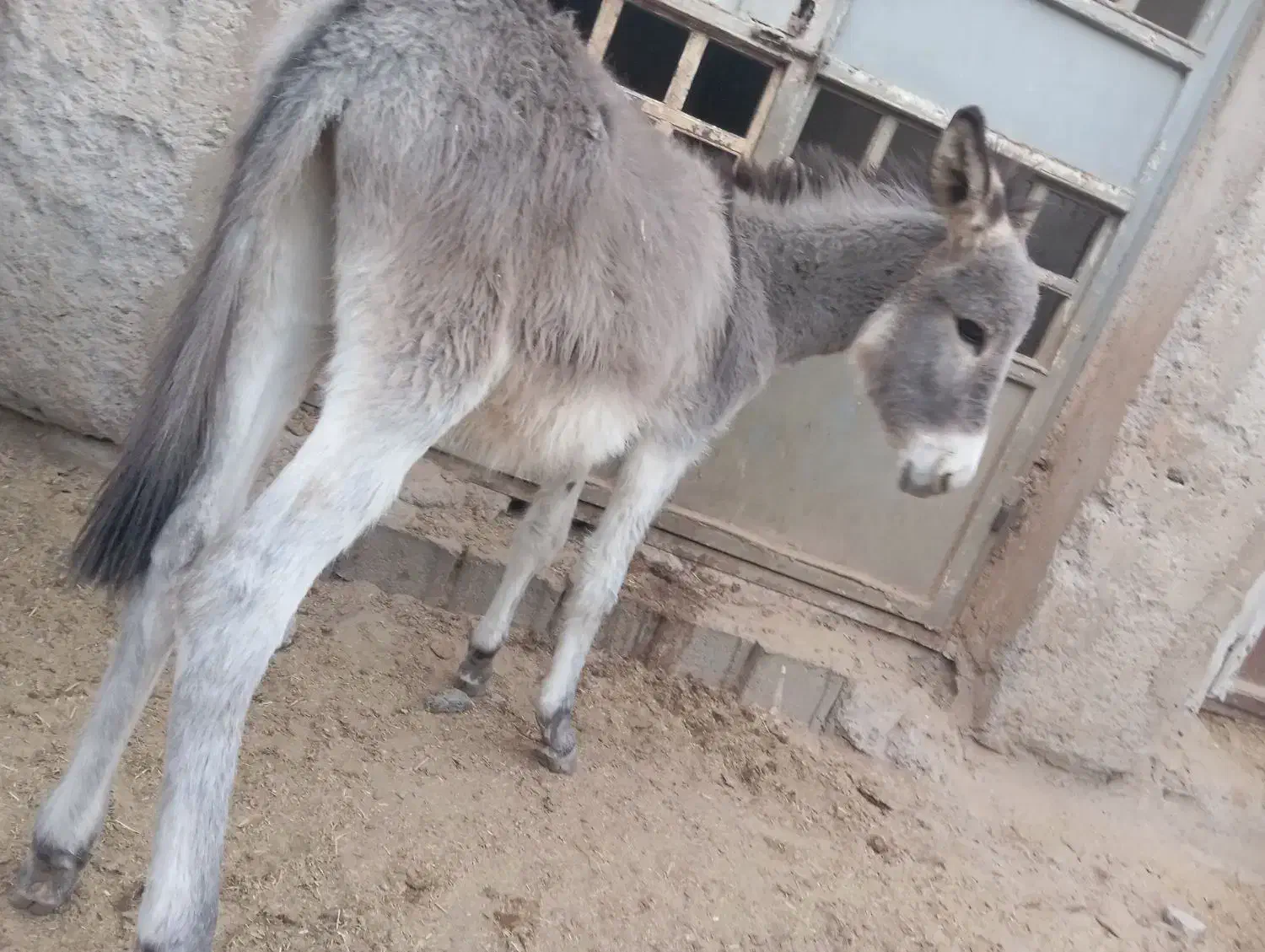 فروش کره خر( الاغ )|حیوانات مزرعه|زید آباد, |دیوار