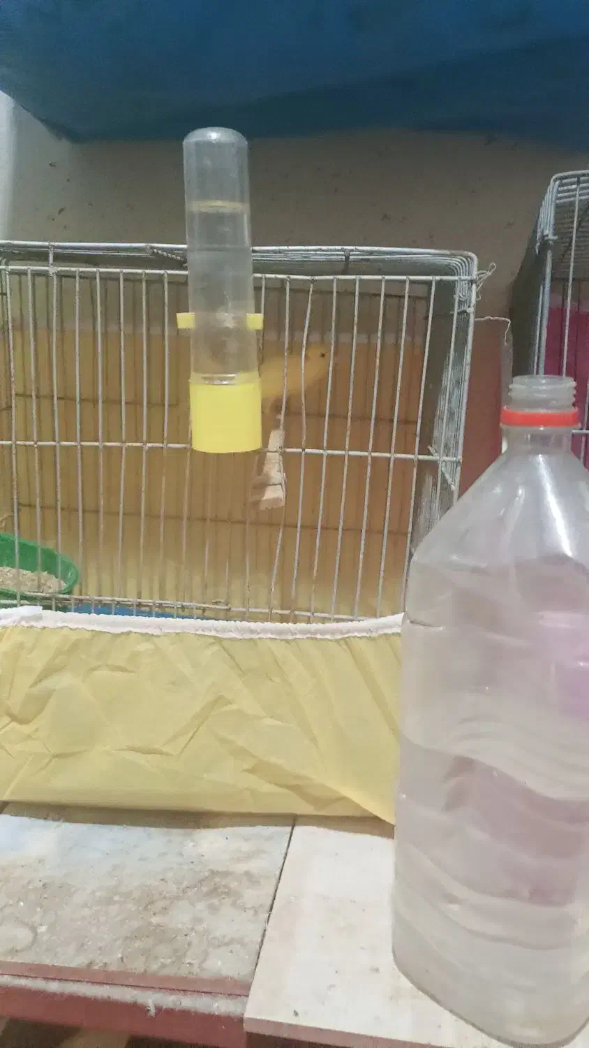 خورموج لنگک قناری نرمست تک رنگ ۱۸۰۰۰۰۰۰|پرنده|خورموج, |دیوار