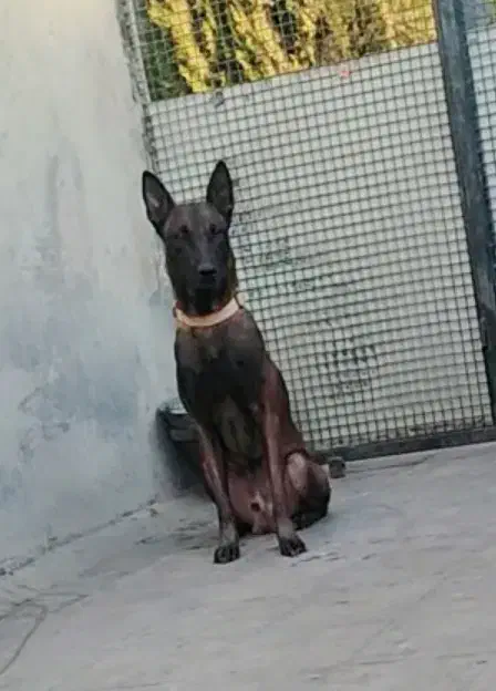 مالینویز|سگ|بومهن, |دیوار