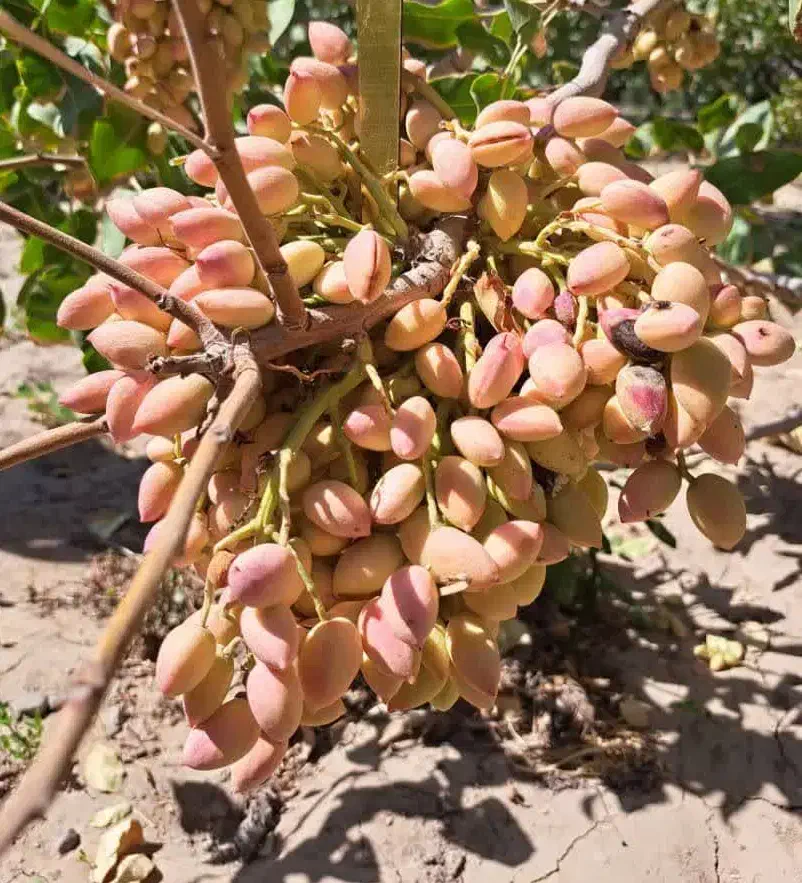 نهالستان پسته و ارقام متنوع میوه پالیز|خدمات باغبانی و درختکاری|پلدشت, |دیوار