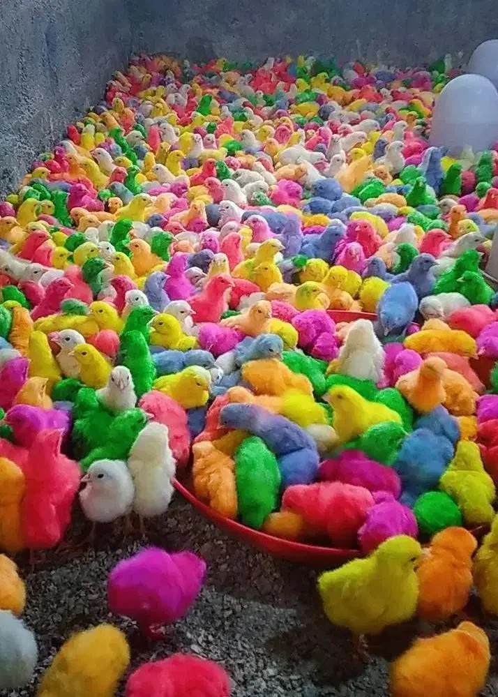 جوجه رنگی عمده ارسال به شهرستان|حیوانات مزرعه|مشهد, شهید قربانی|دیوار