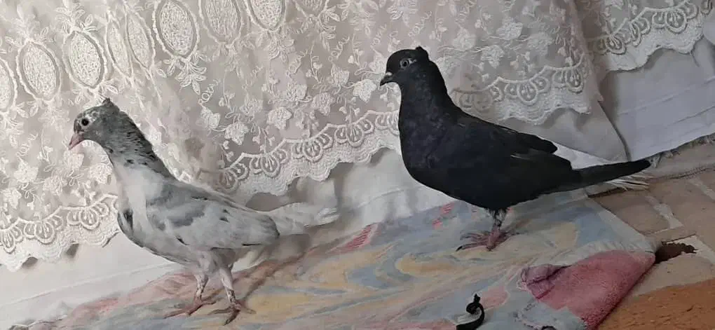 کبوتر رنگی|پرنده|حمیدیه, |دیوار