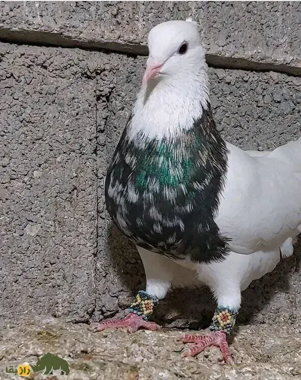 فروش کبوتر|پرنده|قم, دورشهر|دیوار