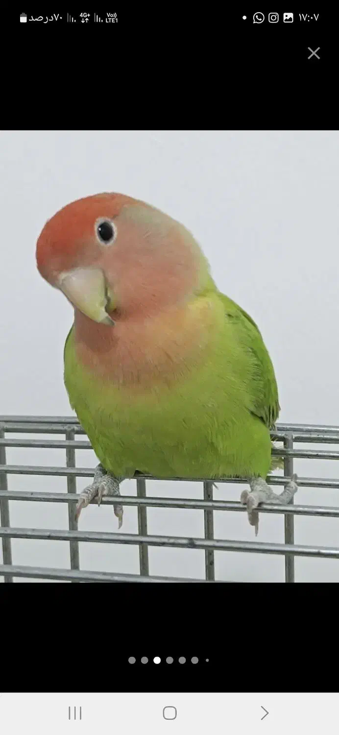 ۳ عدد طوطی برزیلی سرحال|پرنده|باوی, |دیوار