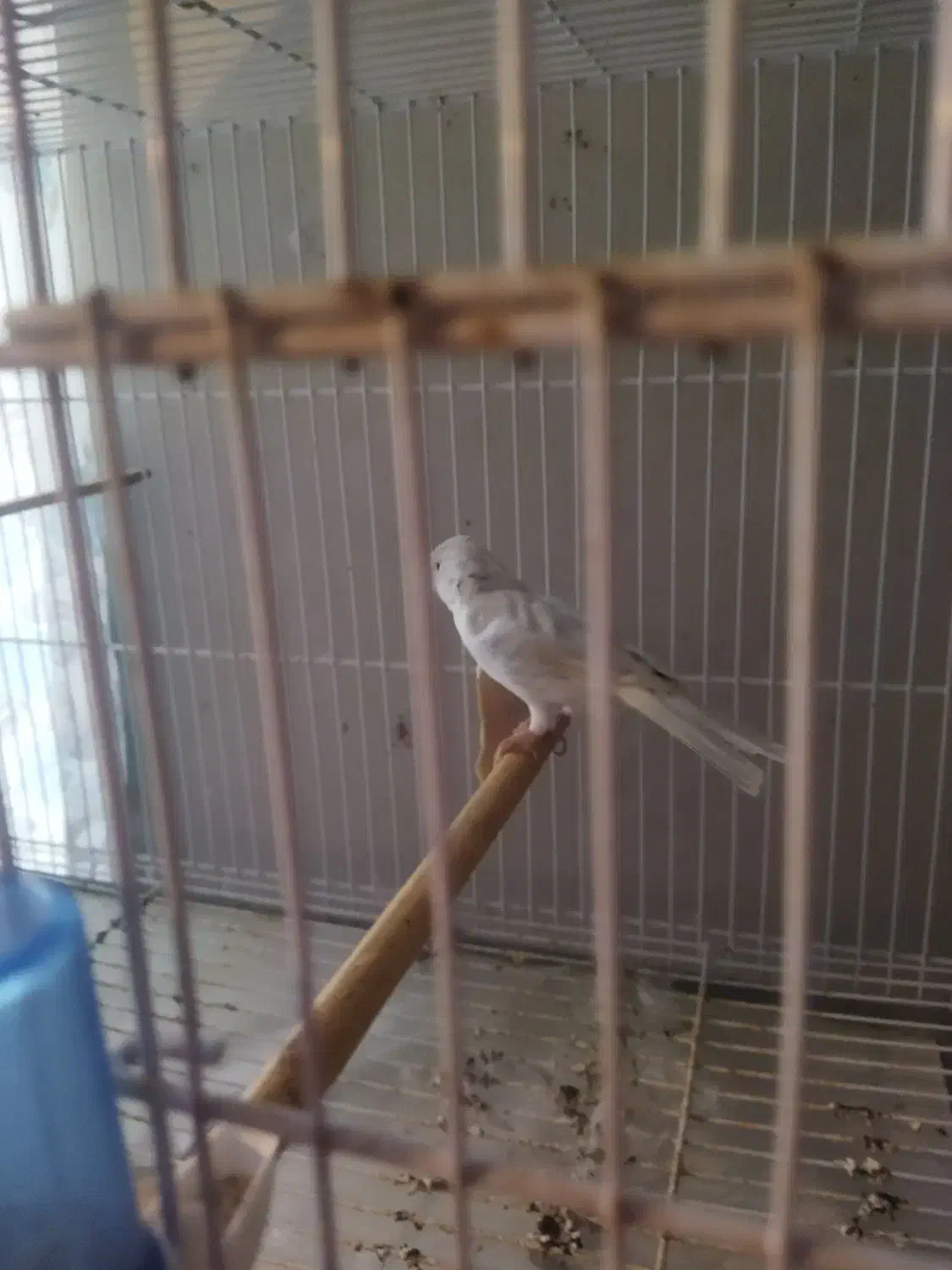 قناری نر بخون|پرنده|بابل, |دیوار