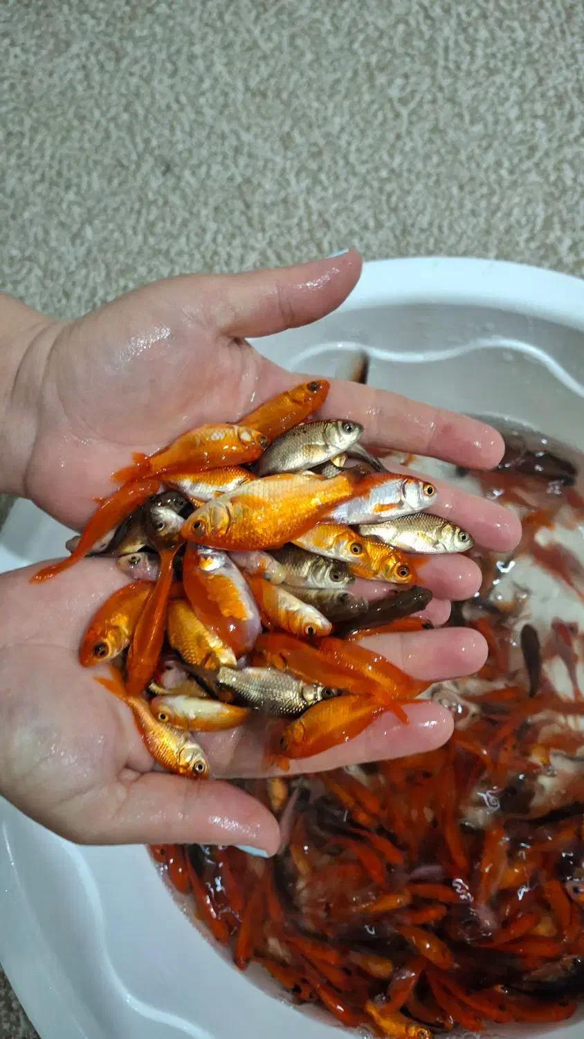 ماهی قرمز|ماهی|بجنورد, |دیوار