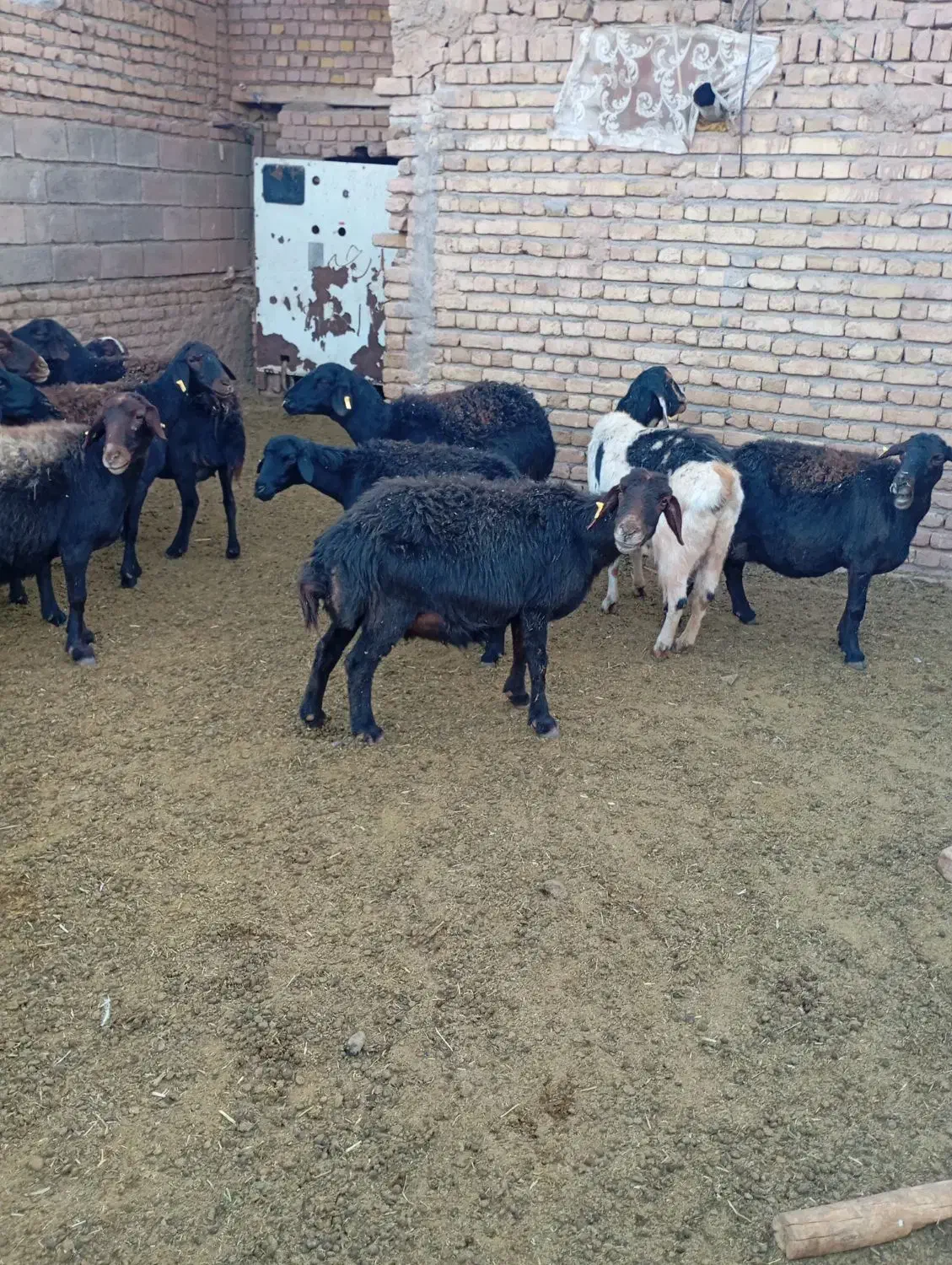 میش عزل افشار 14عدد|حیوانات مزرعه|تربت‌حیدریه, میدان مرکزی|دیوار