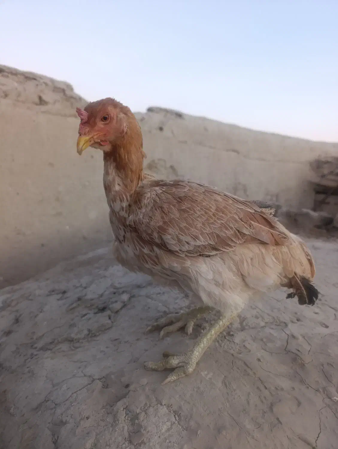 مرغ محلی|حیوانات مزرعه|هامون, |دیوار