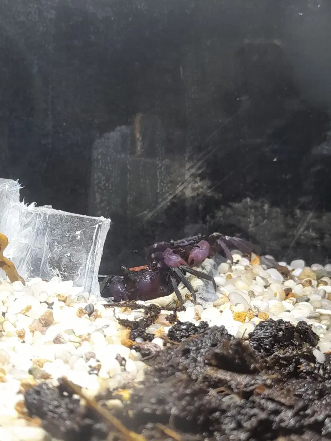 خرچنگ ومپایر|خزنده|فردیس, فردیس|دیوار