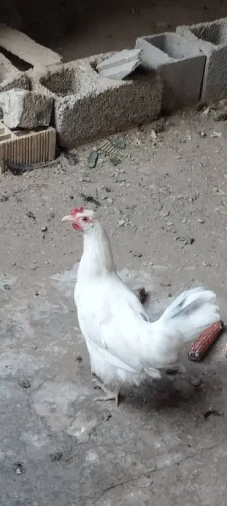 خروس گلین مرغ تخمگذار|حیوانات مزرعه|حمیدیه, |دیوار