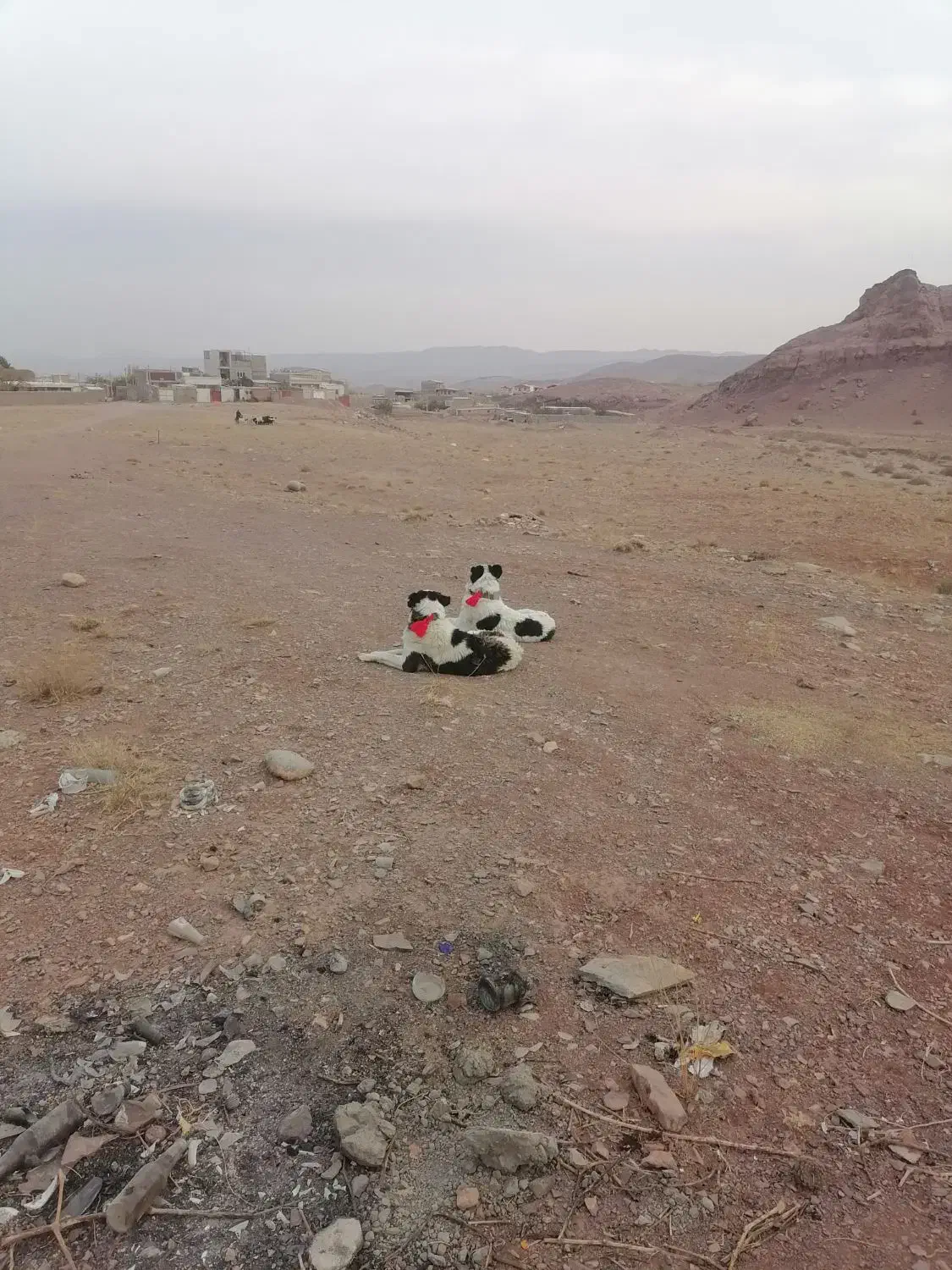 گله گرد و همه چی تمام|سگ|سلفچگان, |دیوار