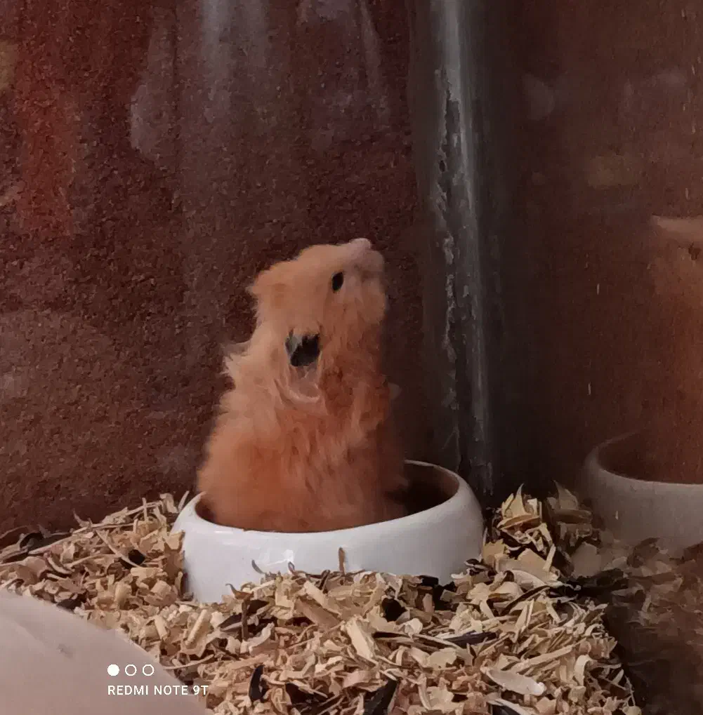 همستر|موش و خرگوش|مشهد, مشکینی (شهرک غرب)|دیوار