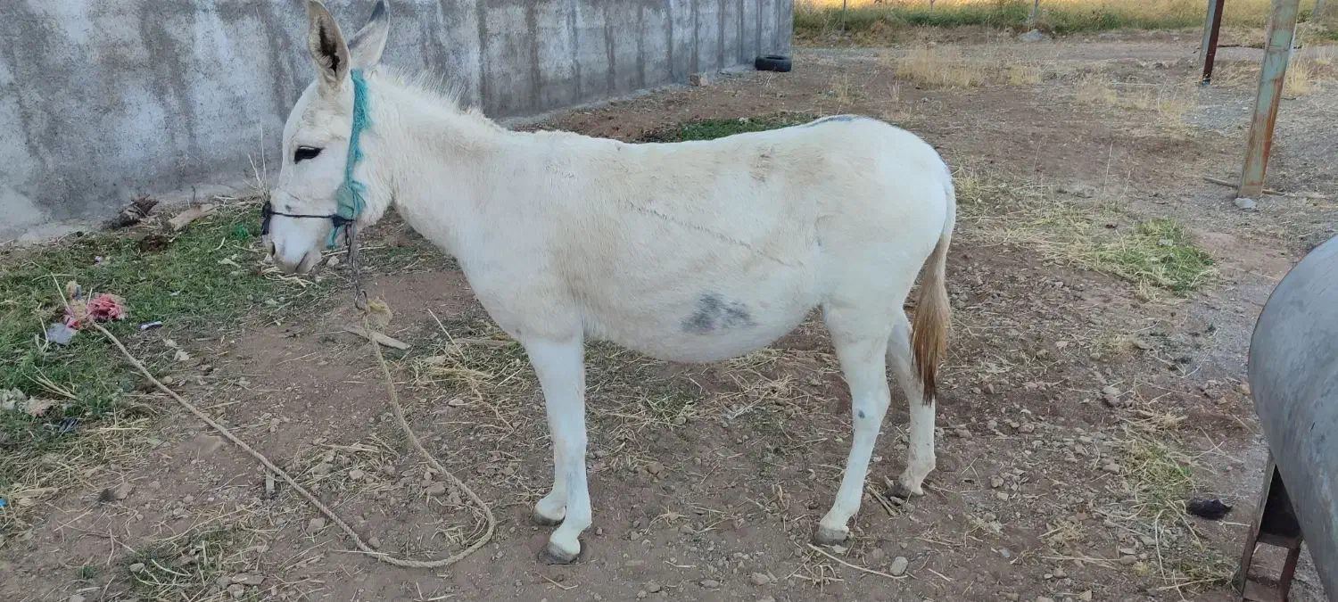 فروش سه راس الاغ|حیوانات مزرعه|الشتر, |دیوار