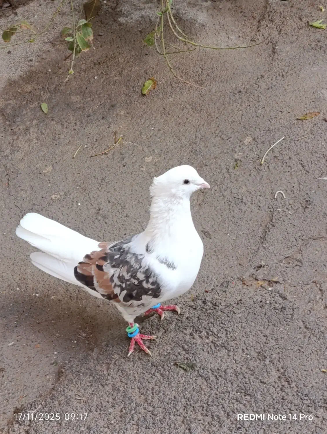 کبوتر|پرنده|چگنی, |دیوار