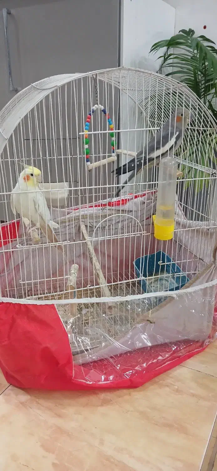 طوطی عروس سخنگو سالم وسرحال|پرنده|قائم‌شهر, |دیوار