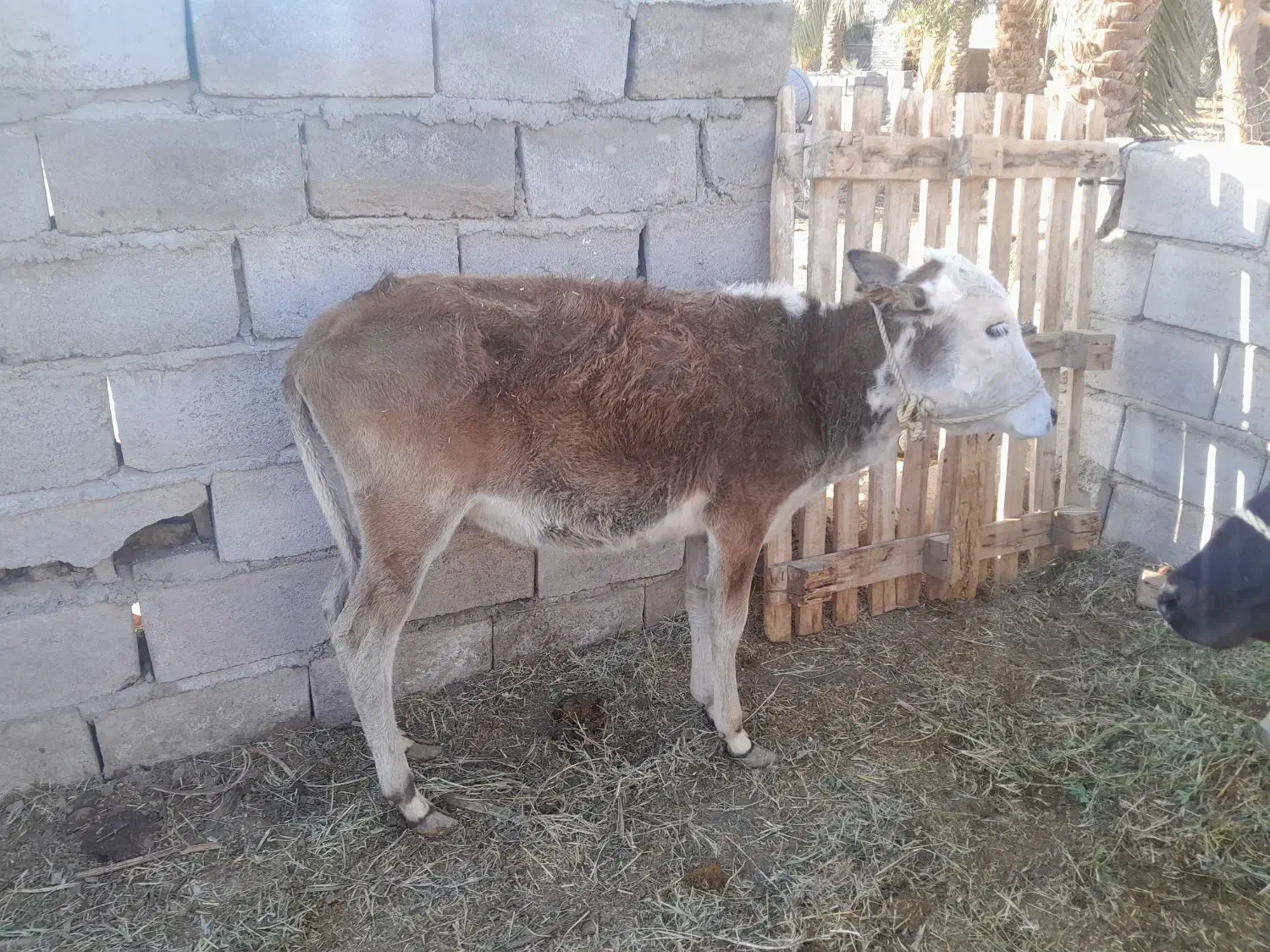 گوساله|حیوانات مزرعه|بم, |دیوار