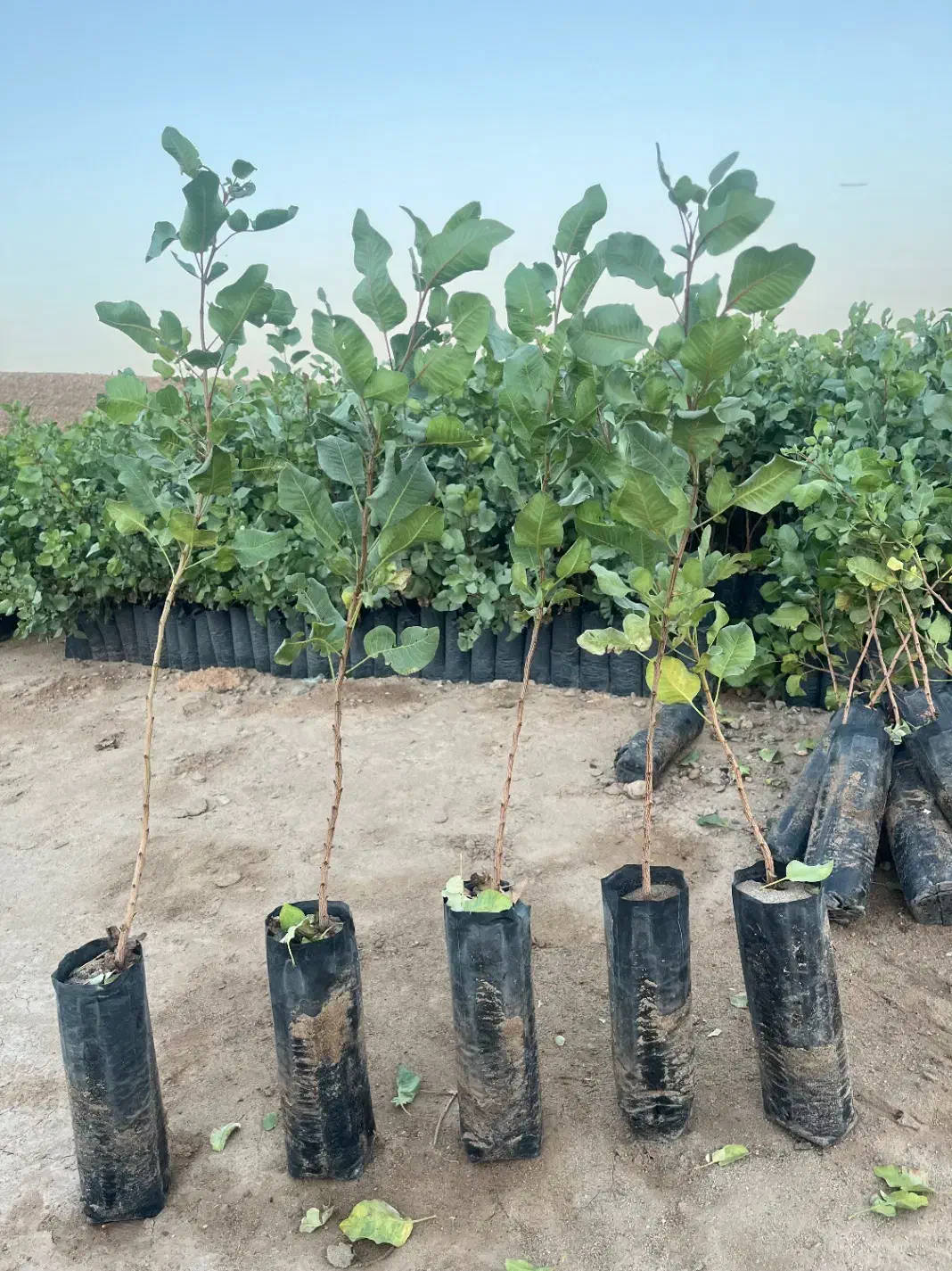 نهال پسته مهریز|خدمات باغبانی و درختکاری|مهریز, |دیوار