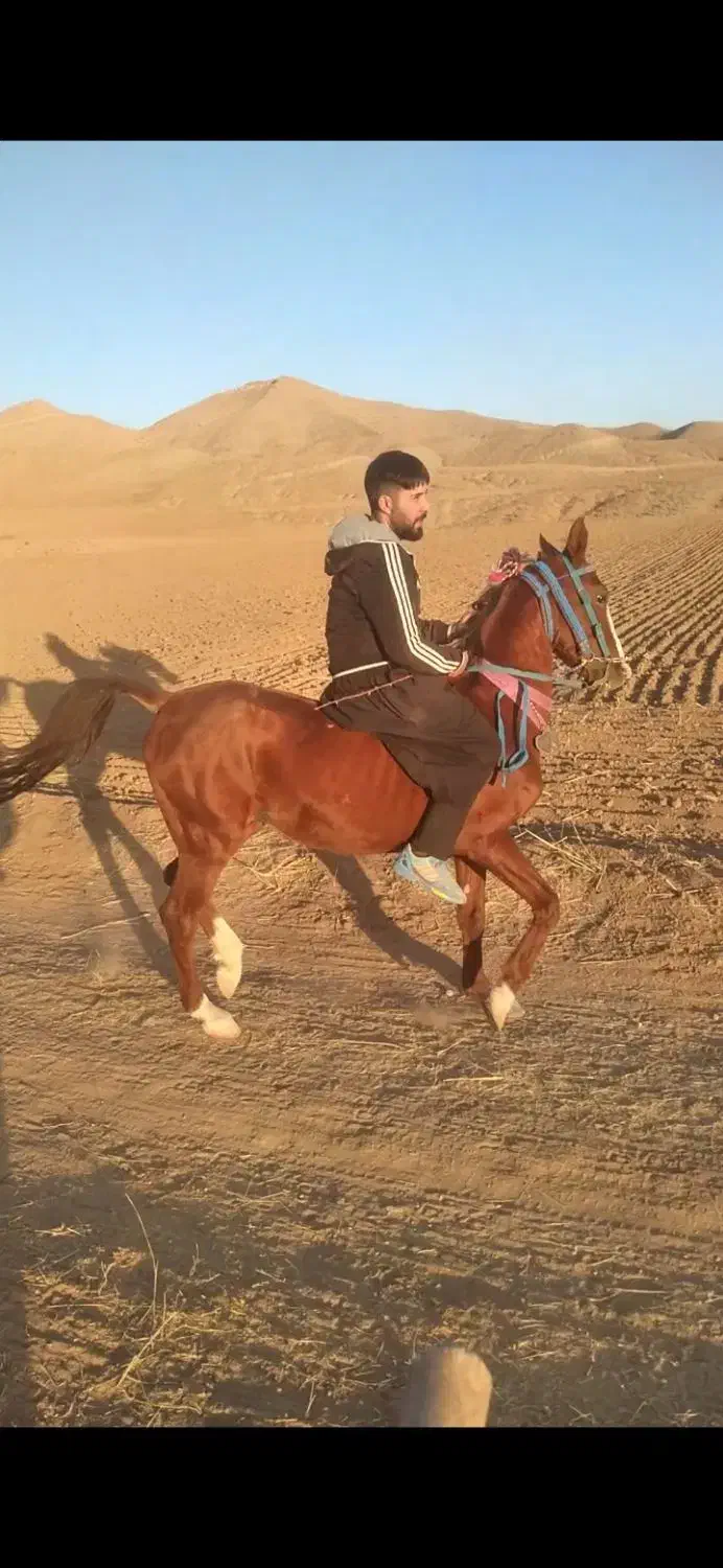 اسب نریان کرد|اسب و تجهیزات اسبسواری|ایجرود, |دیوار