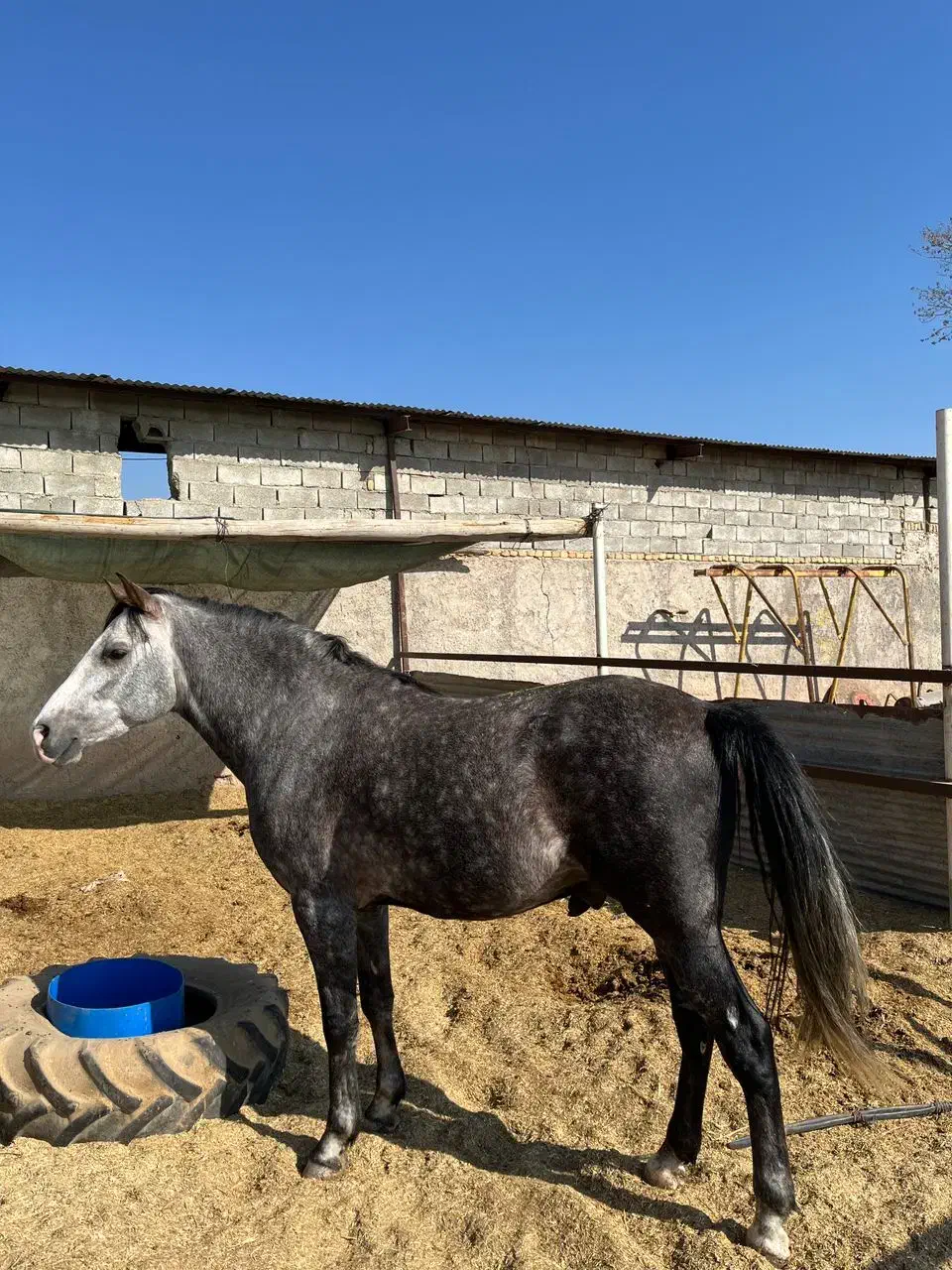 اسب|اسب و تجهیزات اسب‌سواری|بشاریات, |دیوار