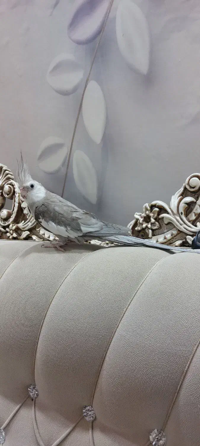 معاوضه با حیوانات مزرعه|پرنده|رشت, حومه رشت|دیوار