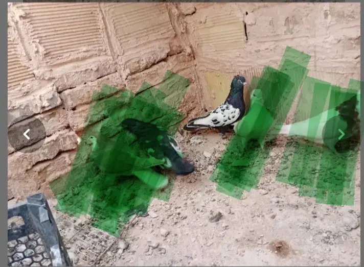 کفتر سینه ماده مست|پرنده|سبزوار, قصبه شرقی|دیوار