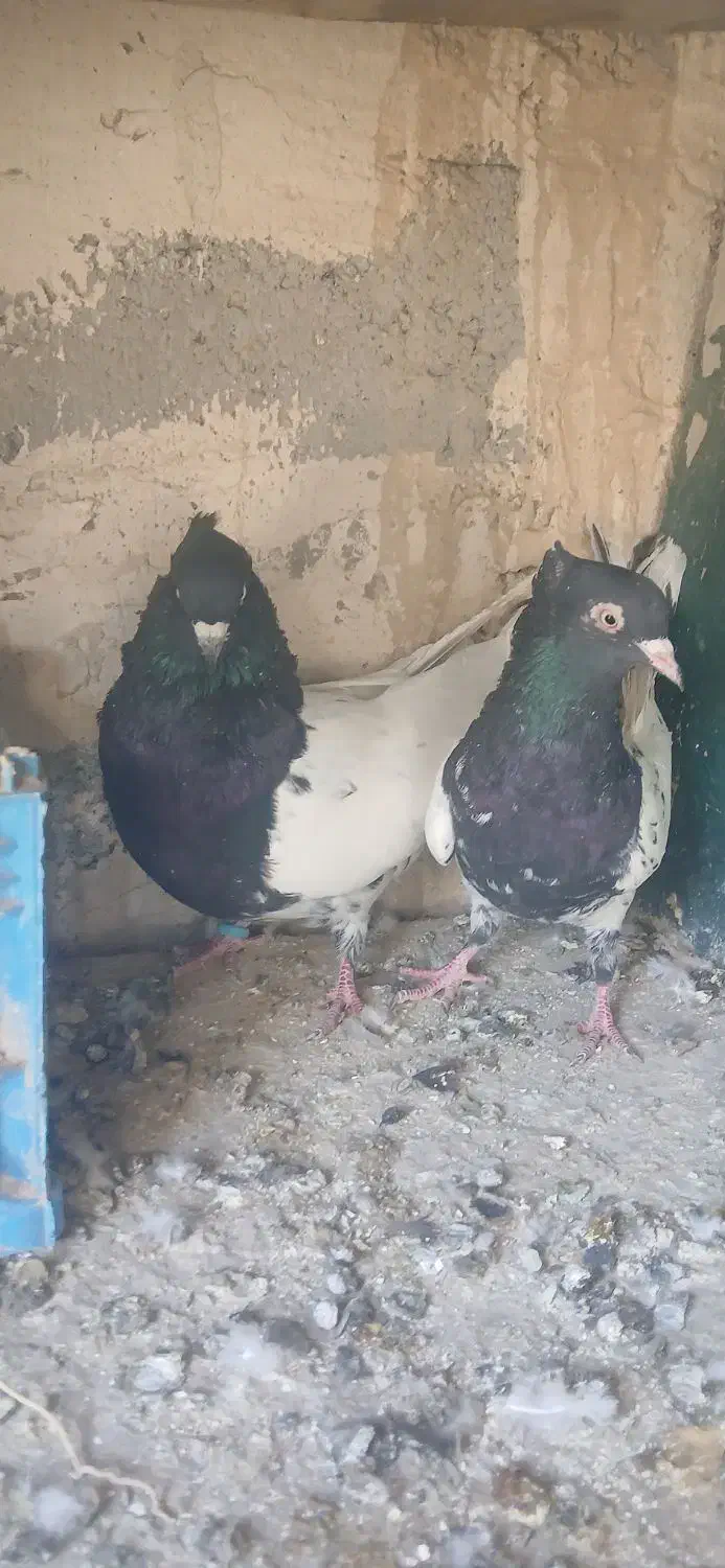 کله سیاه درشت|پرنده|بناب, |دیوار