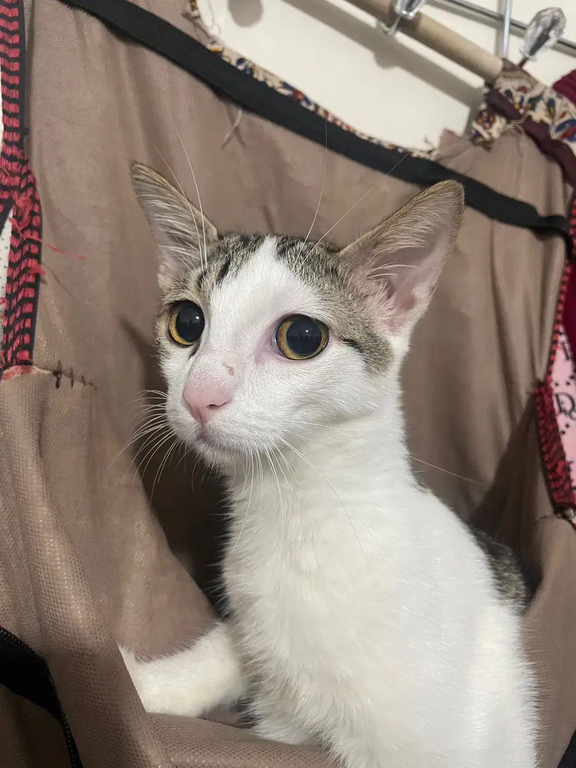 واگذاری گربه|گربه|بابل, |دیوار