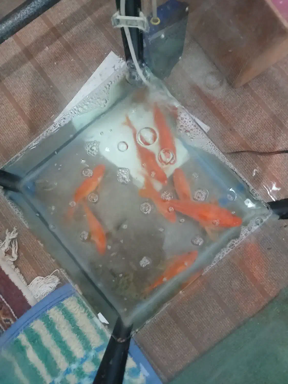 ماهی کوی|ماهی|خرم‌آباد, |دیوار