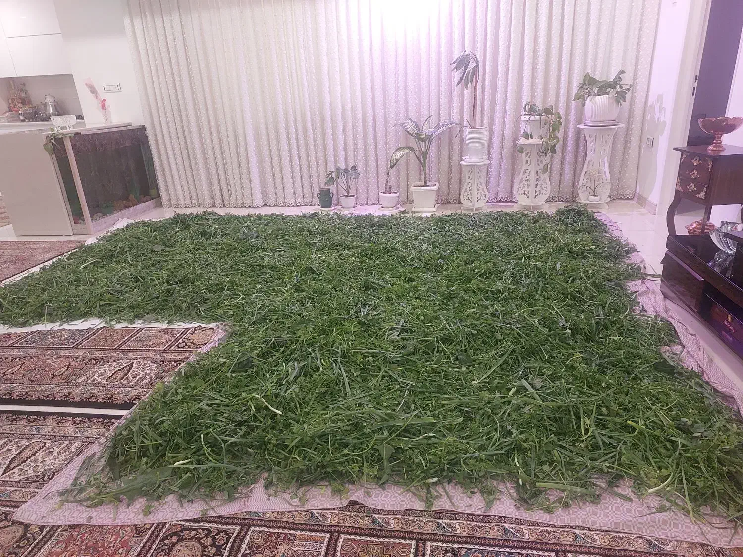 سبزی سرخ شده قرمه سبزی|خوردنی و آشامیدنی|قم, هنرستان|دیوار