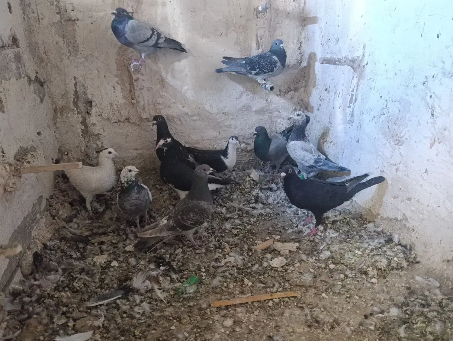 کبوتر|پرنده|پشتکوه (سیستان و بلوچستان), |دیوار