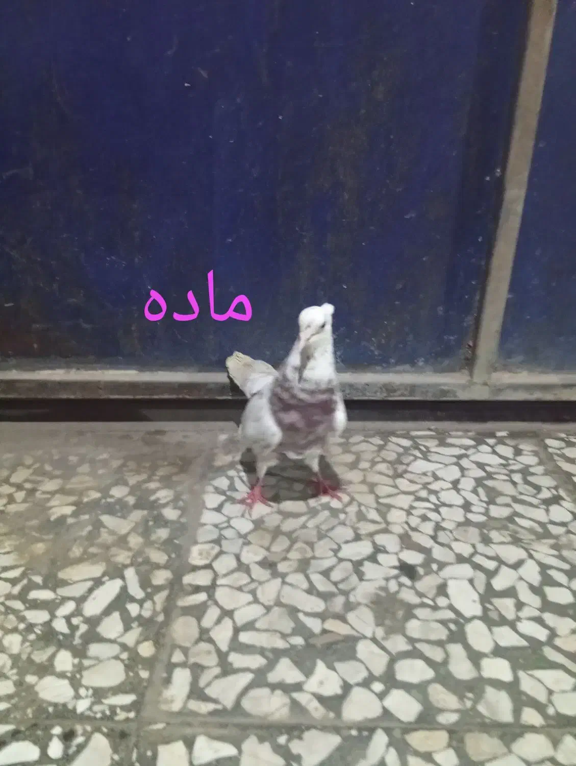 کبوتر فشن و کاکلی تخفیف جزعی داره  با تشکر|پرنده|ساری, |دیوار