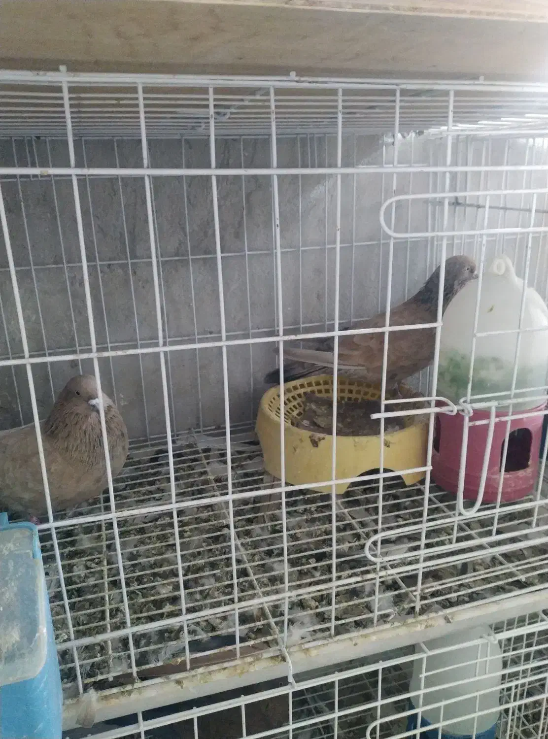 رنگی.دورگ|پرنده|باوی, |دیوار