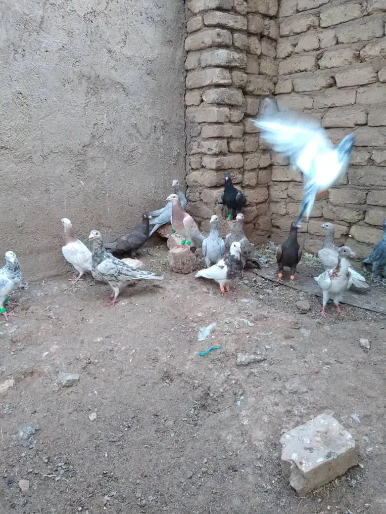 کبوتر|پرنده|قزوین, |دیوار