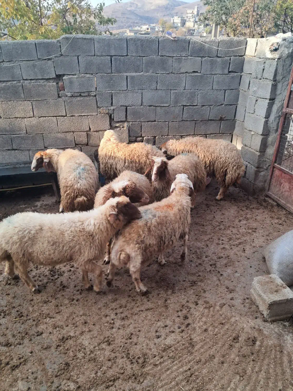 فروش کاونررپرواری|حیوانات مزرعه|جوانرود, |دیوار