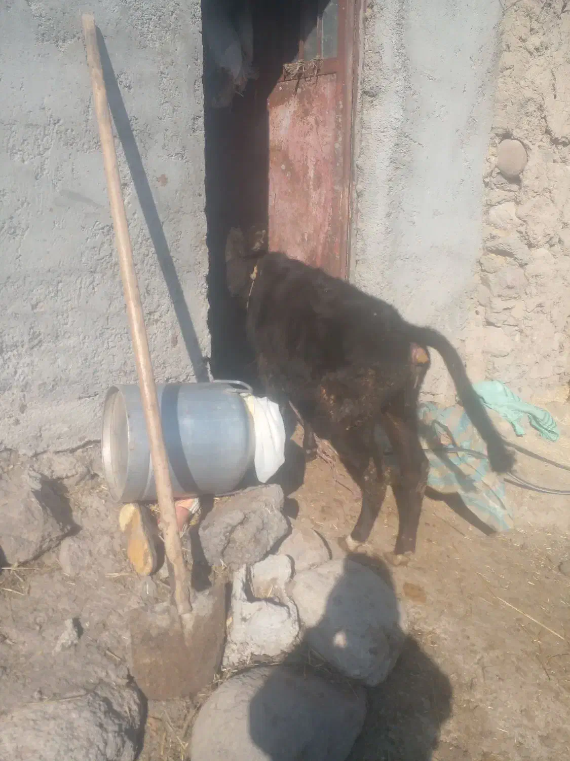 گاوگوساله ماده دامازدق|حیوانات مزرعه|اردبیل, |دیوار